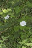 Calystegia sepium