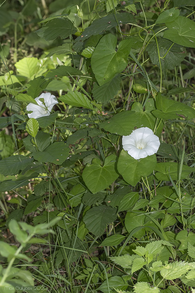 Изображение особи Calystegia sepium.