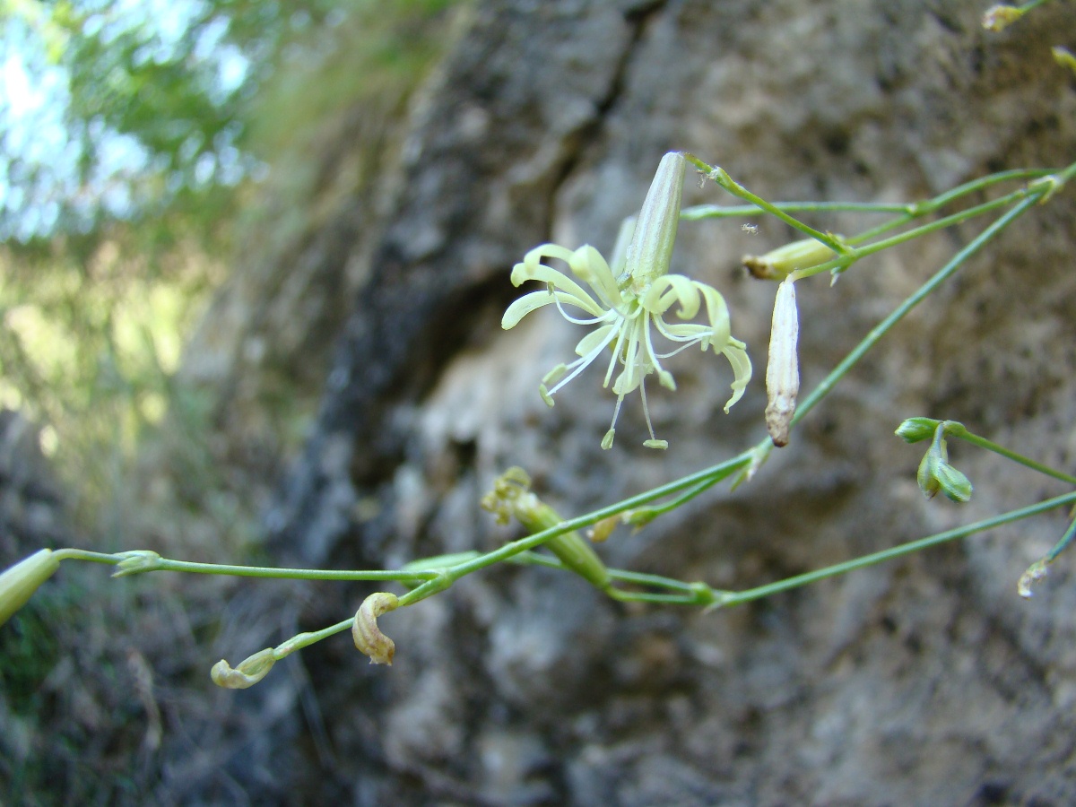 Image of Silene neoladyginae specimen.