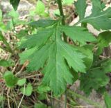 Artemisia vulgaris