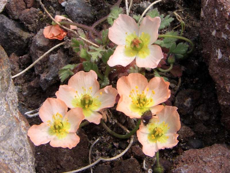 Изображение особи Papaver alboroseum.