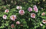 Paeonia suffruticosa