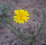 Scorzoneroides autumnalis. Соцветие. Пермский край, Оханский р-н, Тулумбаихинское сельское поселение, Кунчурихинский бор, песчаная грунтовая дорога. 15.08.2020.