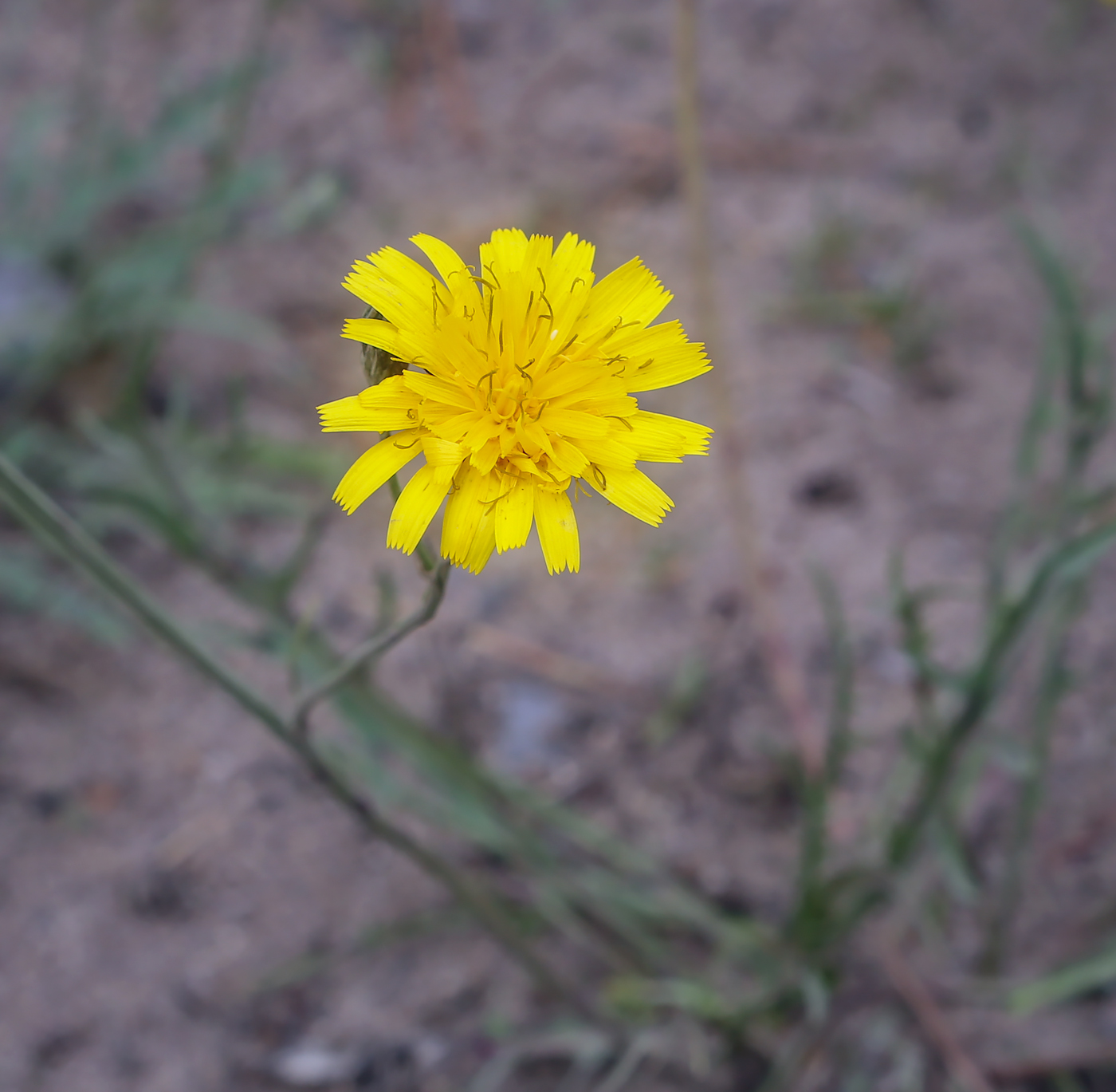 Image of Scorzoneroides autumnalis specimen.