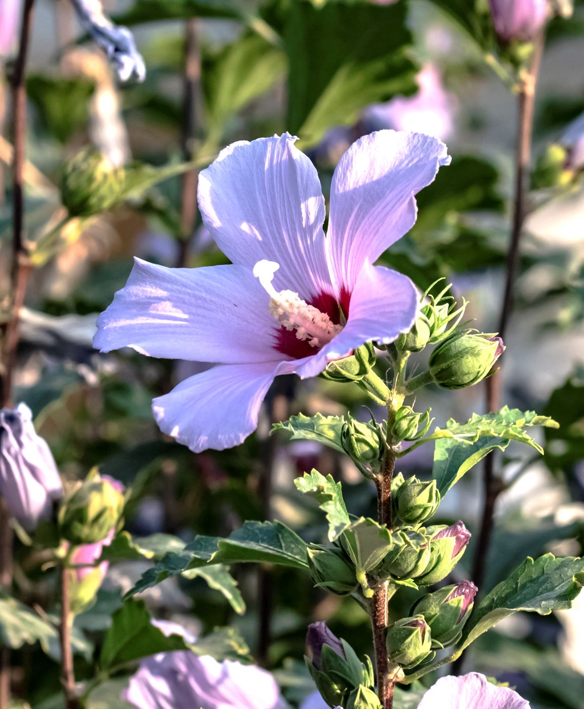 Изображение особи Hibiscus syriacus.