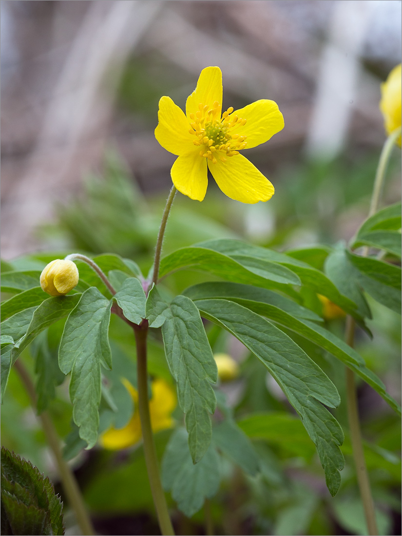 Image of Anemone ranunculoides specimen.