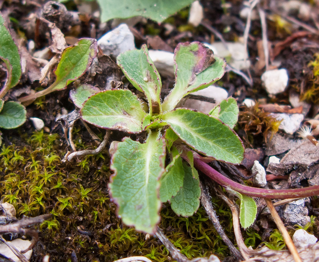 Изображение особи Campanula albovii.