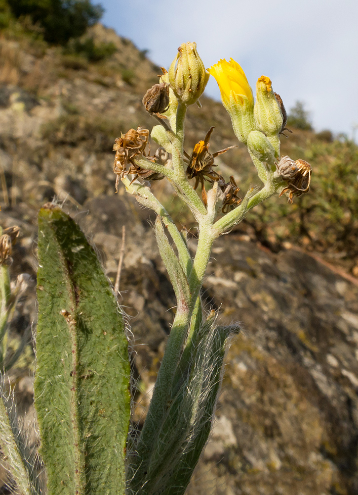 Image of Pilosella echioides specimen.