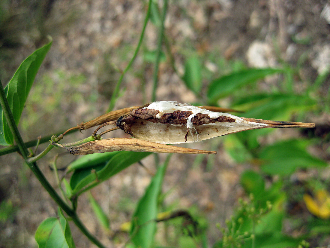 Image of Vincetoxicum hirundinaria specimen.