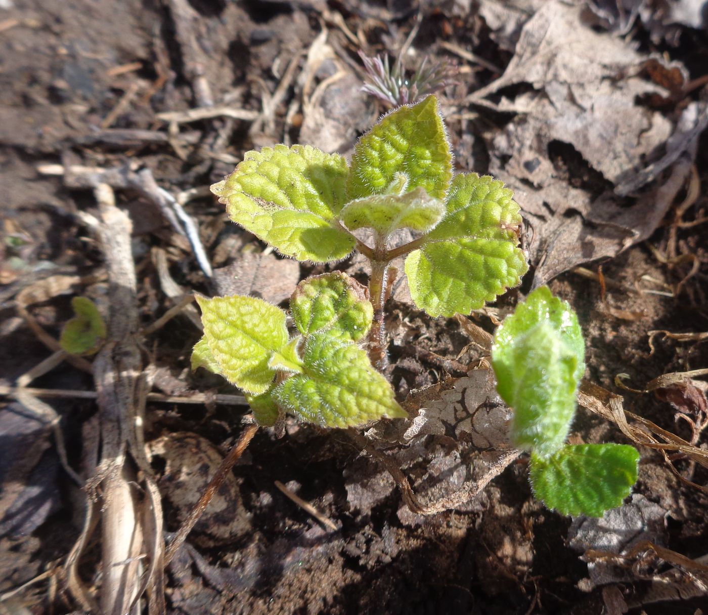 Изображение особи Meehania urticifolia.