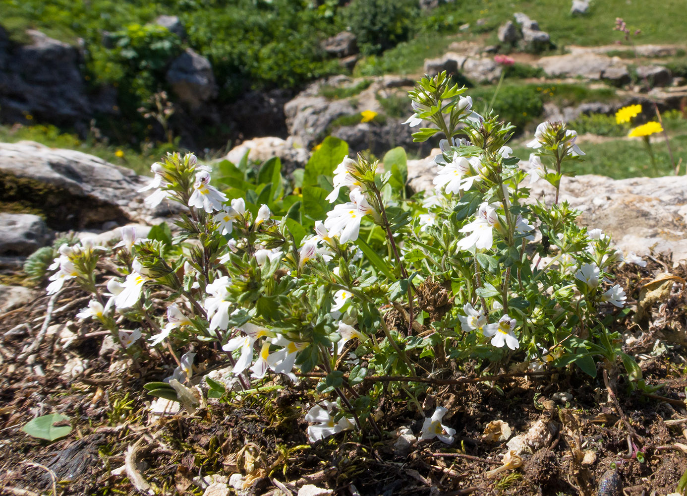 Изображение особи род Euphrasia.