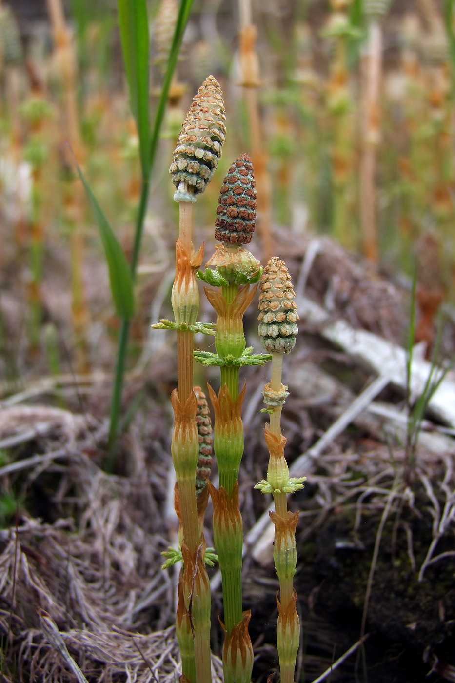 Изображение особи Equisetum sylvaticum.