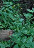 Lapsana communis