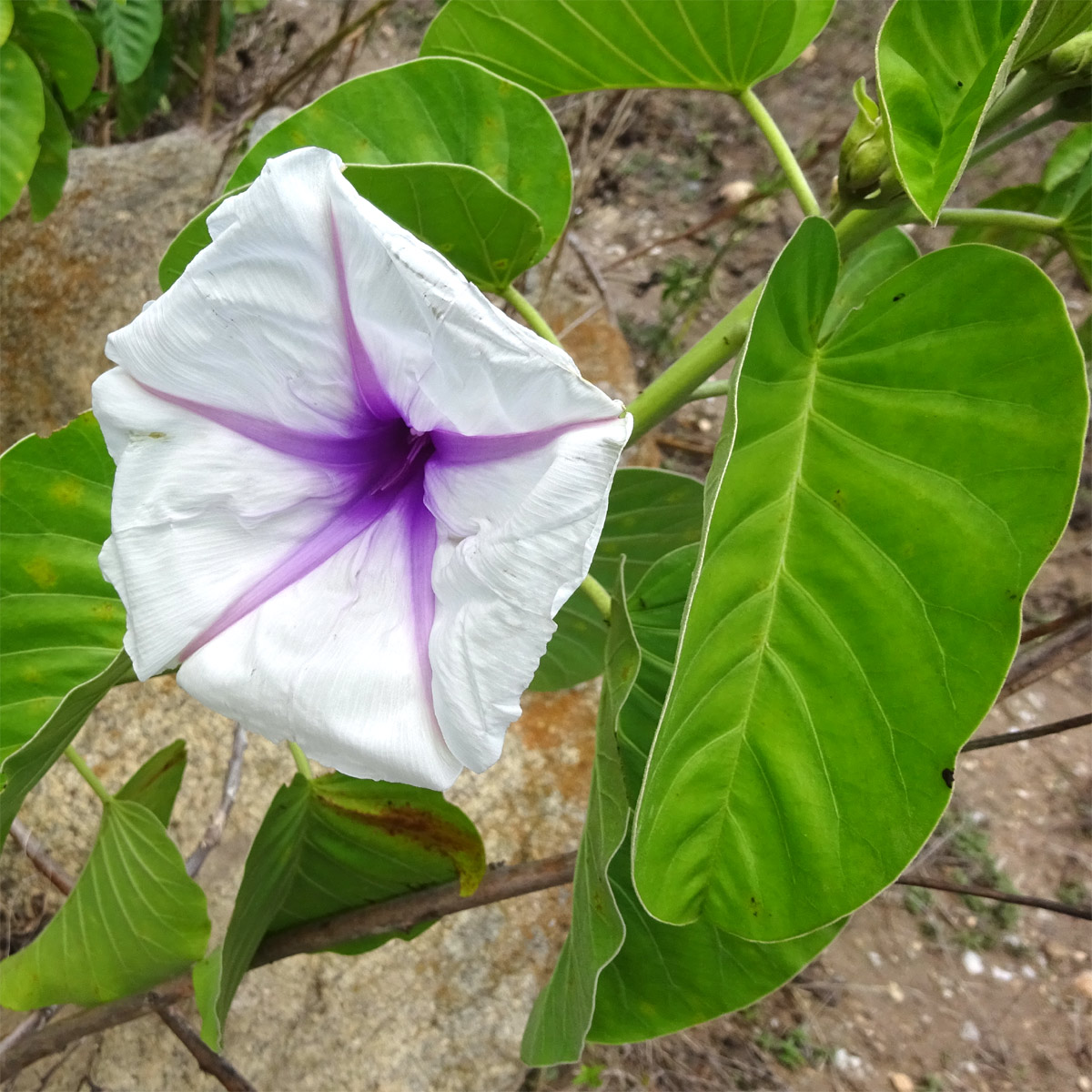 Изображение особи Ipomoea hildebrandtii.