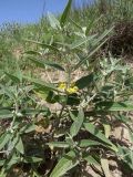 Phlomis bucharica