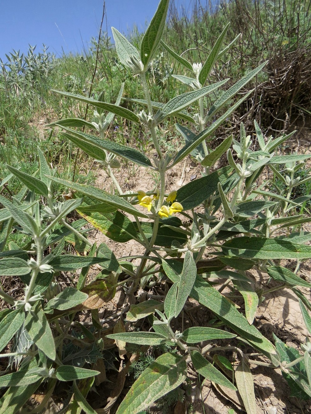 Изображение особи Phlomis bucharica.