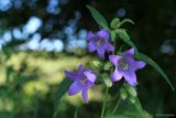 Campanula trachelium