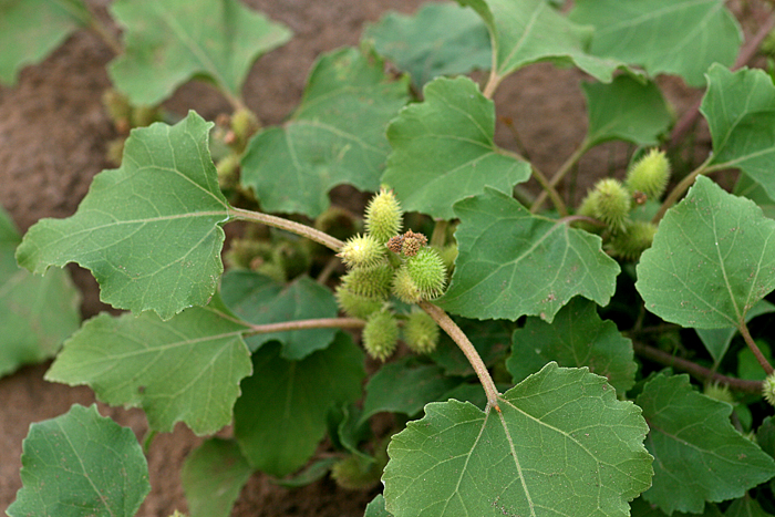 Image of Xanthium orientale specimen.