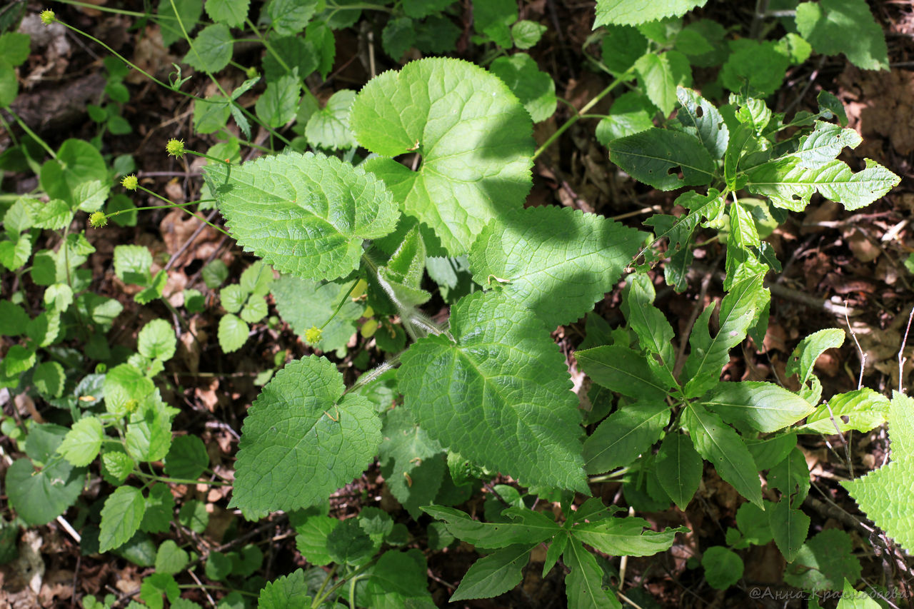 Image of Stachys sylvatica specimen.