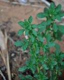 Amaranthus albus. Верхушка побега. Астраханская обл., Харабалинский р-н, берег р. Ашулук, глинистый склон. 21.08.2020.