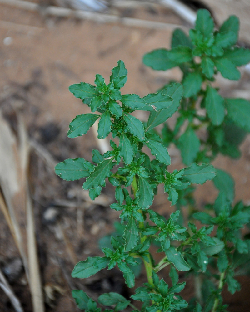 Image of Amaranthus albus specimen.