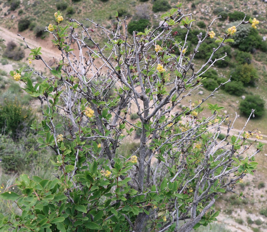 Image of genus Berberis specimen.
