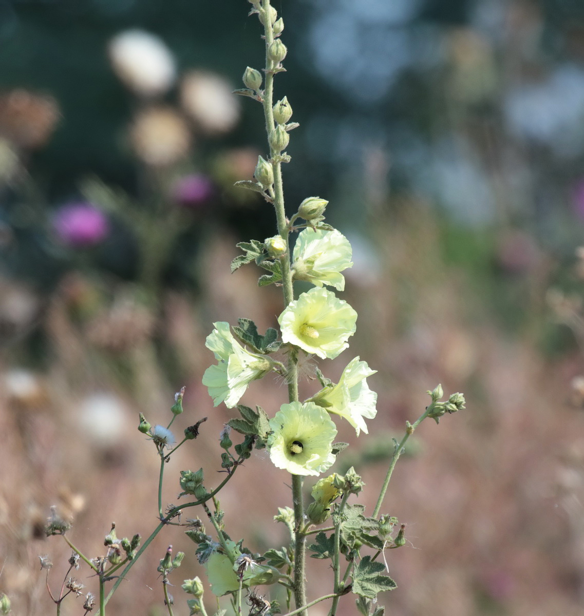 Image of Alcea rugosa specimen.