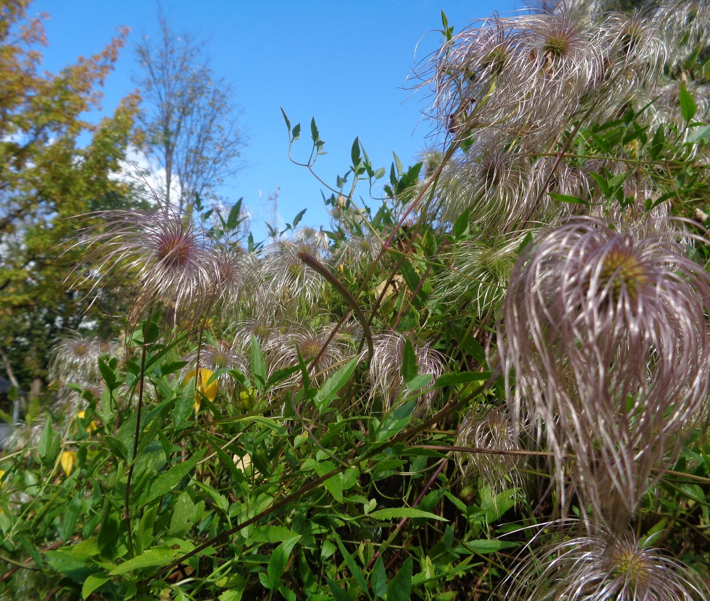 Image of Clematis tangutica specimen.