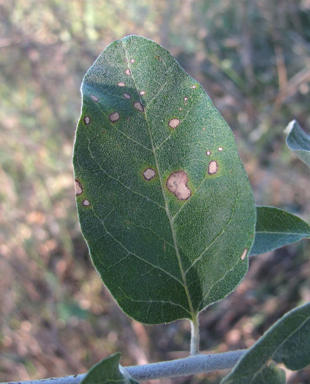 Изображение особи Elaeagnus angustifolia.