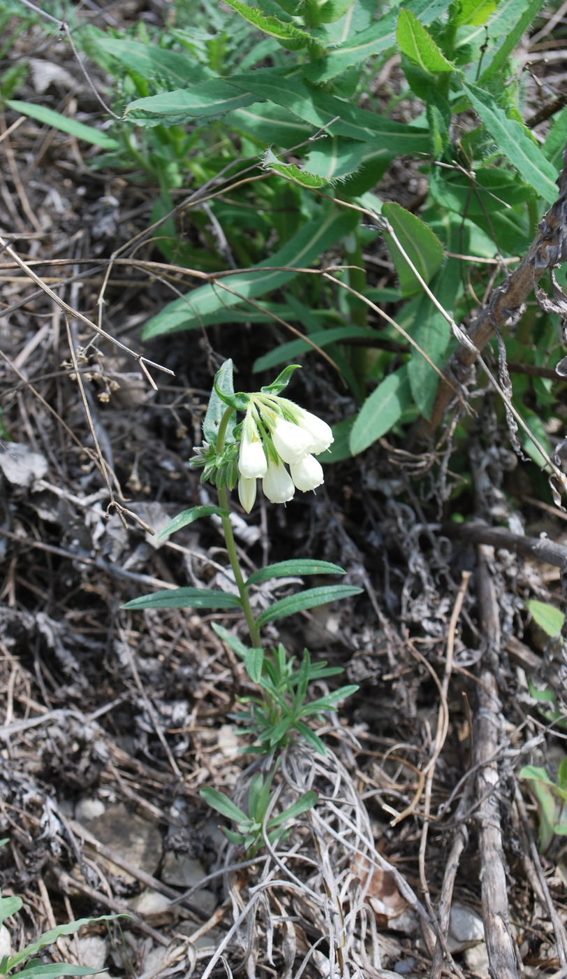 Image of Onosma simplicissima specimen.