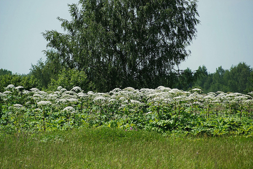 Image of Heracleum sosnowskyi specimen.