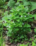 Viola acuminata