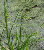 Carex pseudocyperus