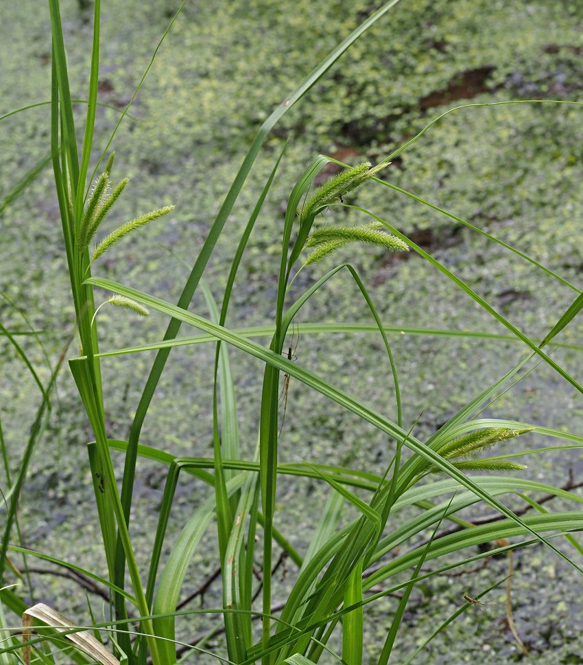 Изображение особи Carex pseudocyperus.