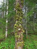 Lobaria pulmonaria