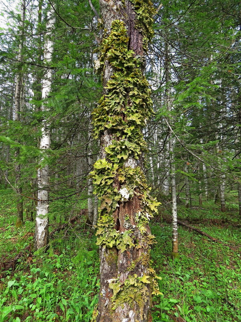 Изображение особи Lobaria pulmonaria.