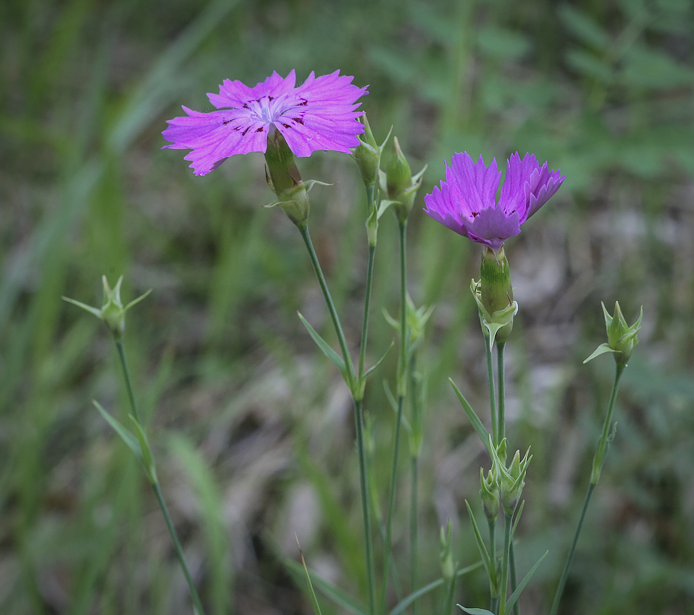 Image of Dianthus versicolor specimen.