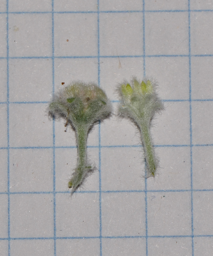 Image of Dichondra argentea specimen.