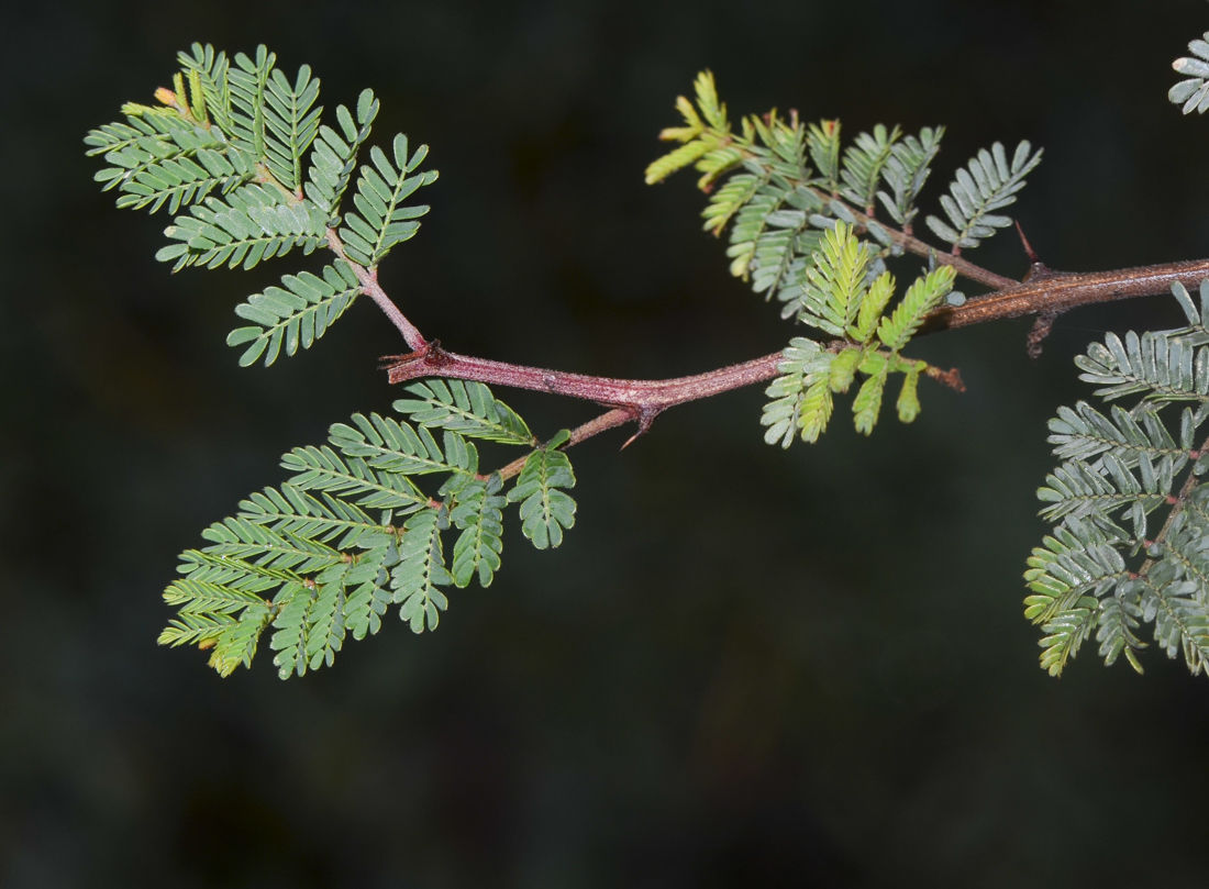 Image of Mimosa aculeaticarpa specimen.