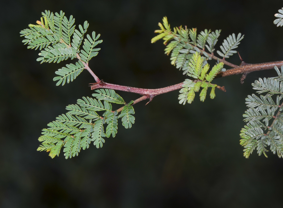 Изображение особи Mimosa aculeaticarpa.