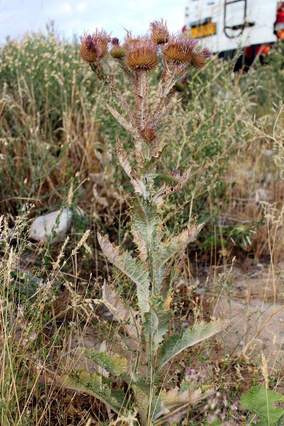 Image of Onopordum acanthium specimen.