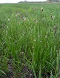 Eleocharis palustris