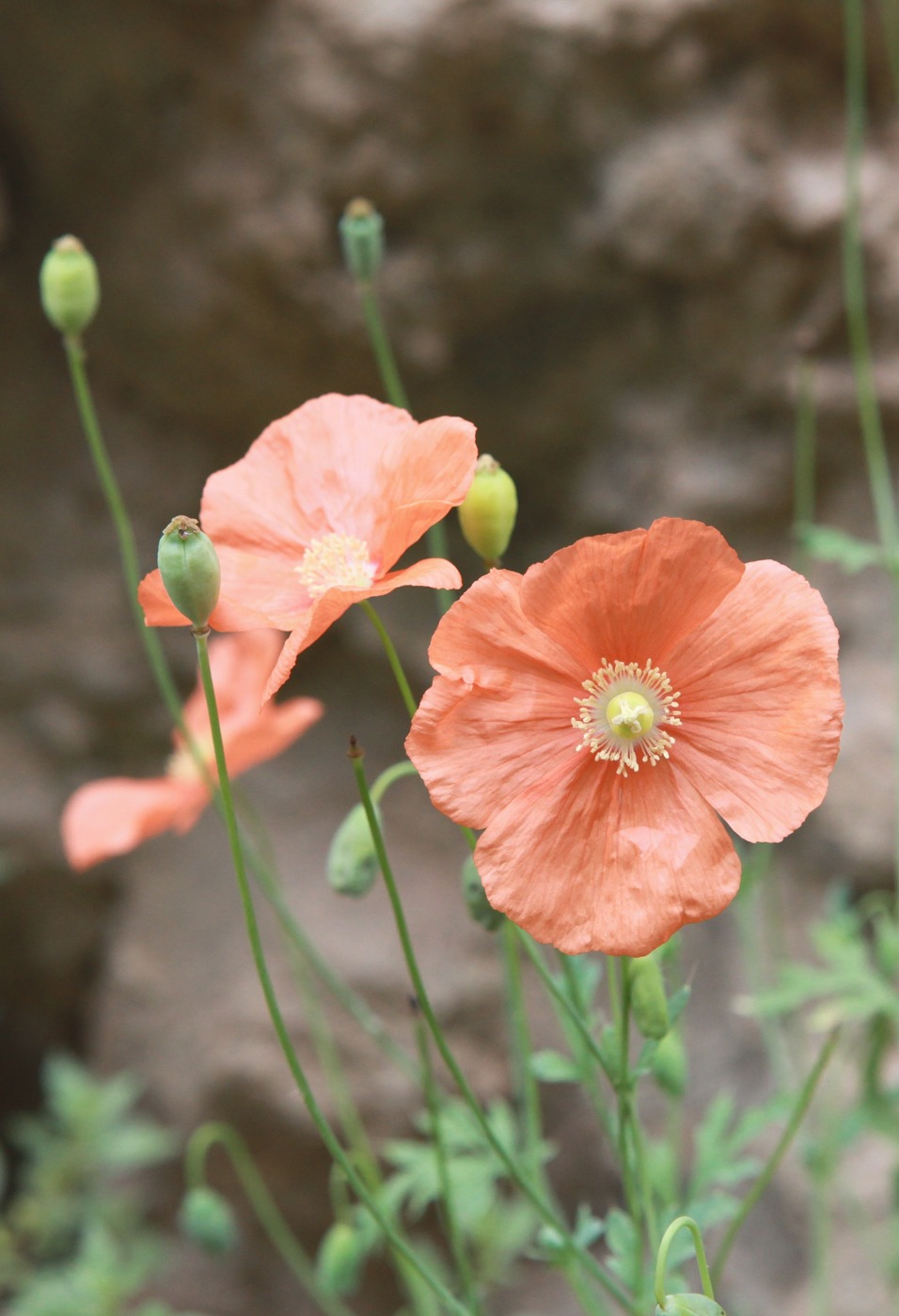 Изображение особи Papaver fugax.