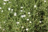 Stellaria dichotoma