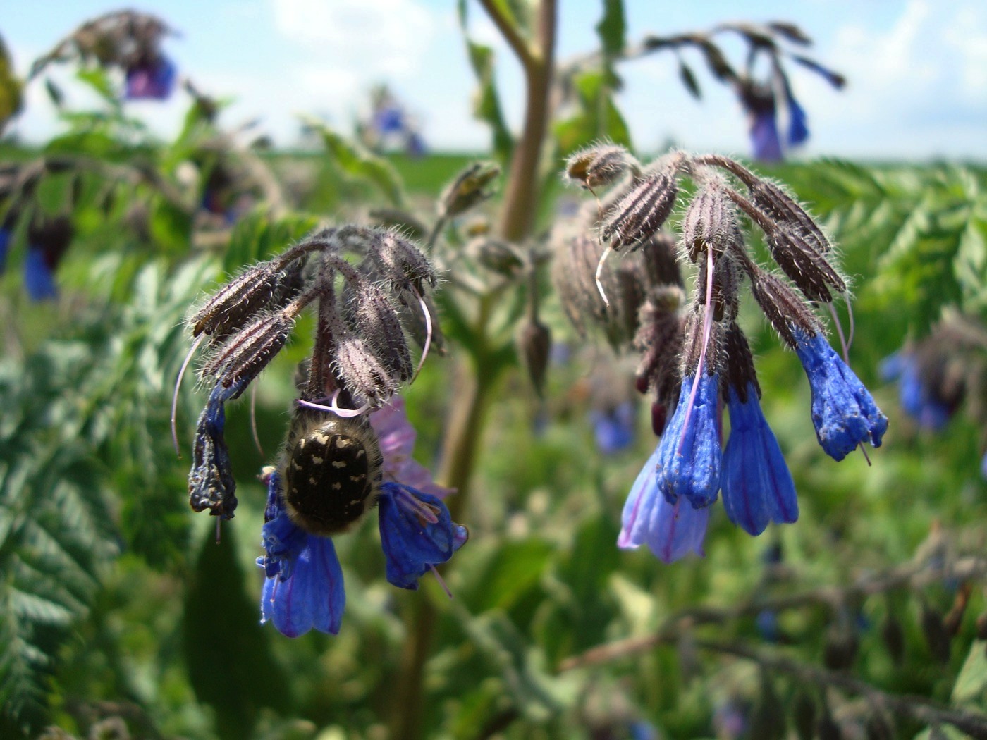 Изображение особи Symphytum caucasicum.