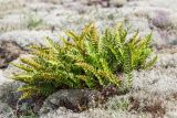 Polypodium vulgare. Спороносящие растения. Ленинградская обл., Выборгский р-н, Финский залив, о-в Вихревой, заросшая Cladonia скала. 09.08.2020.