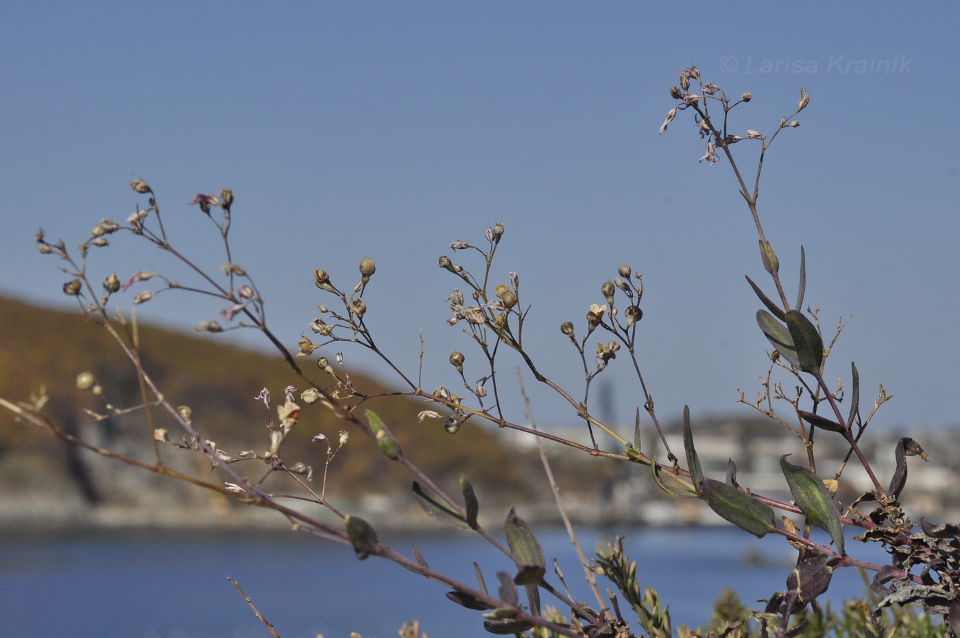 Image of Gypsophila pacifica specimen.