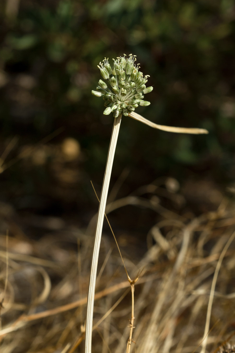 Image of Allium chamaespathum specimen.