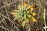 genus Euphorbia