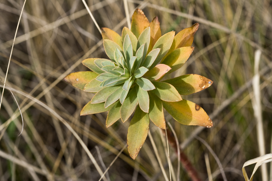 Изображение особи род Euphorbia.